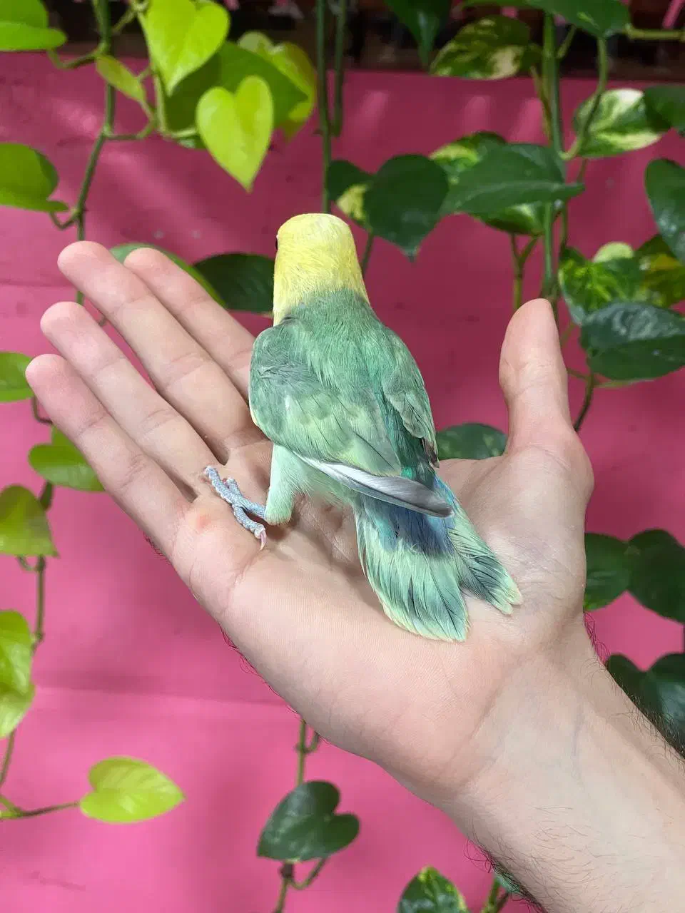 کوتوله برزیلی رنگ خاص|پرنده|محمودآباد, |دیوار