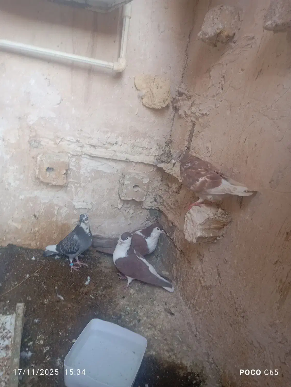 کفتر پرشی|پرنده|خواف, |دیوار