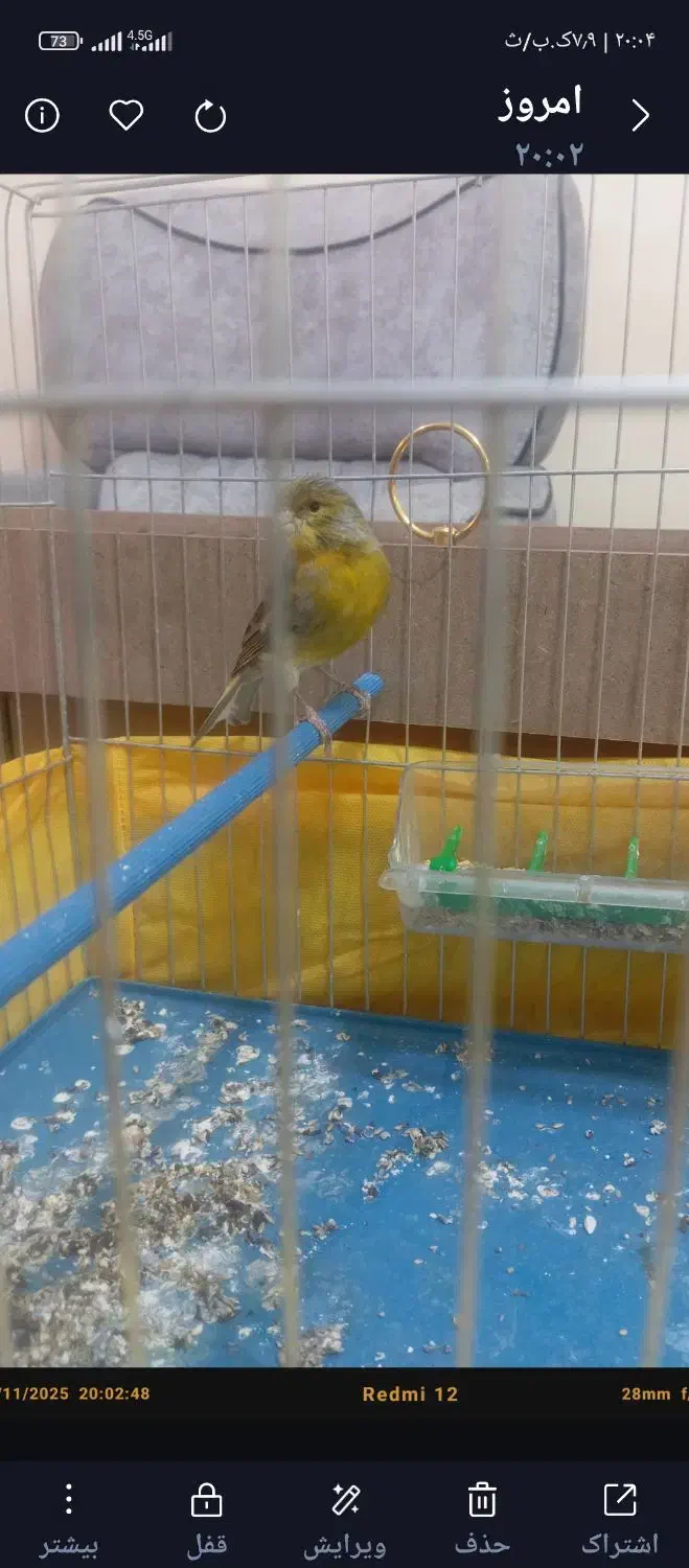 قناری ماده سبز و عروس هلندی سخنگو|پرنده|نهاوند, |دیوار