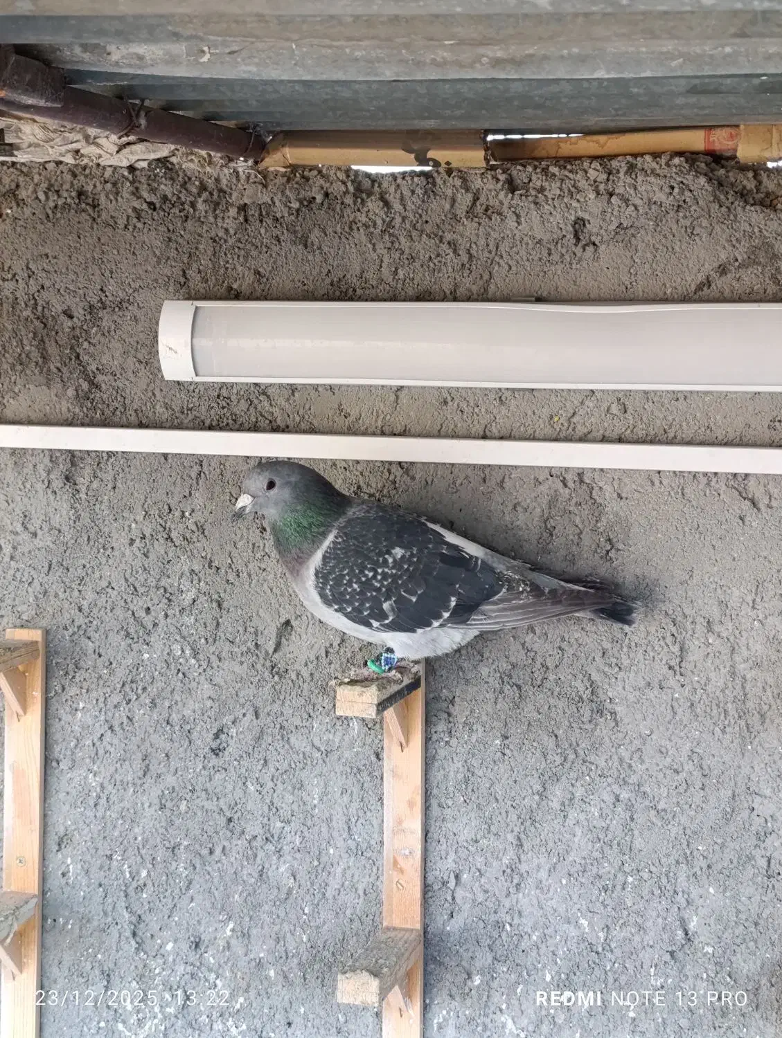 کفتر کرمونی و کفتر صید قلدر|پرنده|مشهد, کشاورز|دیوار