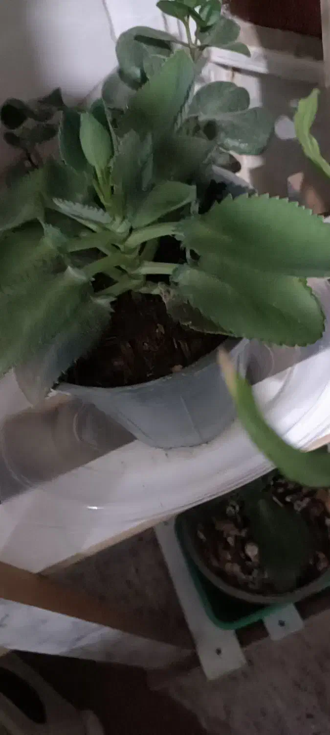 گل معاوضه|گل و گیاه طبیعی|یزد, |دیوار