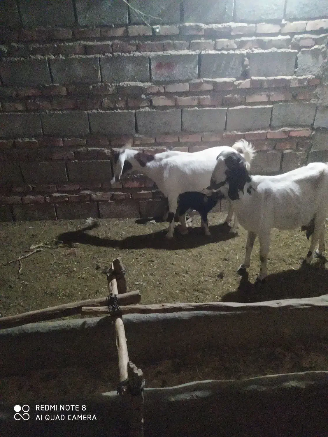 مری بز|حیوانات مزرعه|خاش, |دیوار