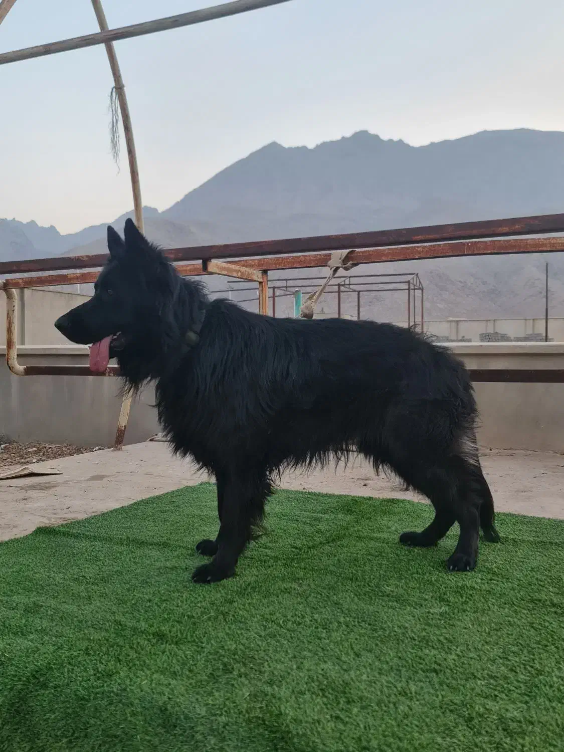 ژرمن بلک نر شولاین فقط کشش|سگ|اصفهان, بهارستان|دیوار