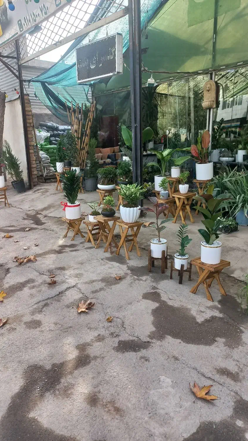 گل هدیه روز مادر|گل و گیاه طبیعی|نیشابور, هفده شهریور|دیوار