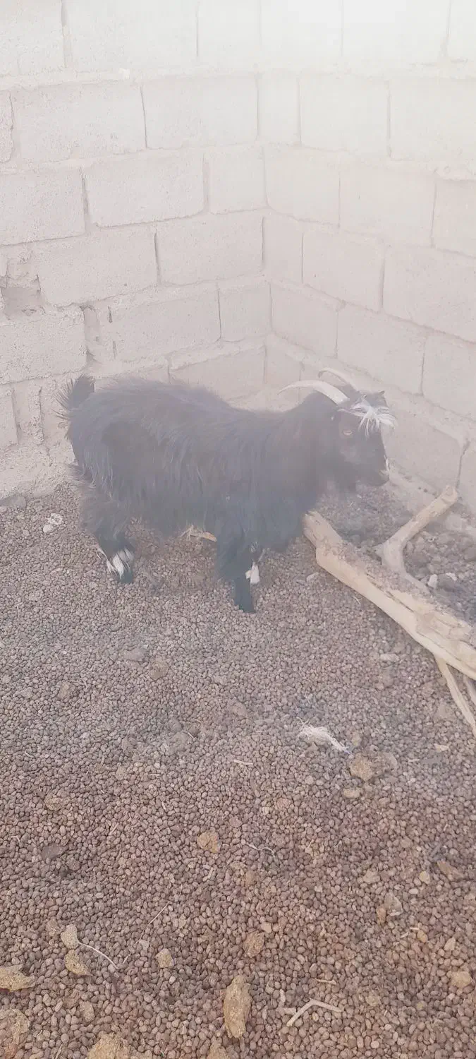 بز چاق|حیوانات مزرعه|تیمور آباد, |دیوار