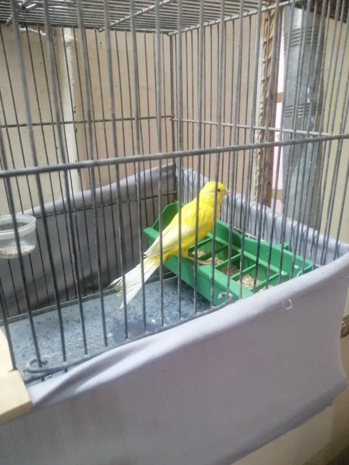 قناری نر سوپری|پرنده|فردیس, شهرک شهید حسینی|دیوار