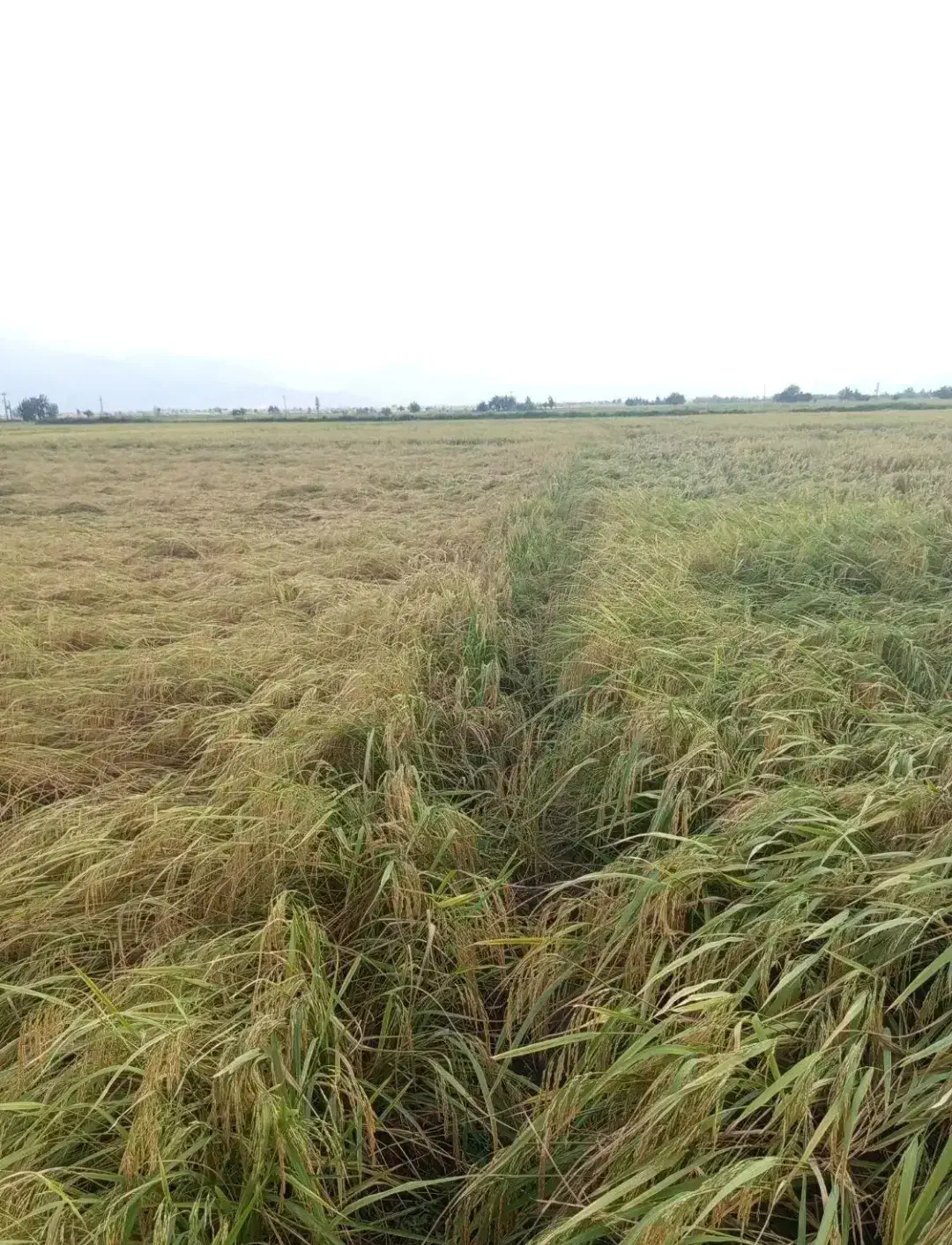 برنج طارم گرگان|خوردنی و آشامیدنی|کرمانشاه, |دیوار