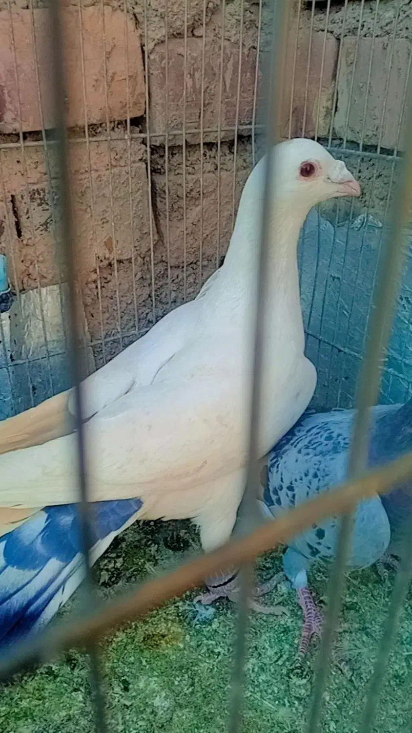 کفتر پشت گراف و دمبی|پرنده|تربت جام, جامرود|دیوار