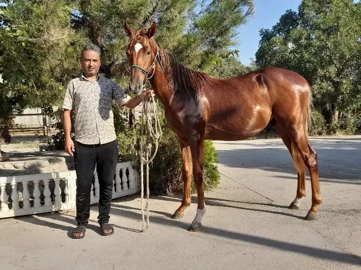 اسب نریان|اسب و تجهیزات اسبسواری|هشتگرد, گلسار|دیوار