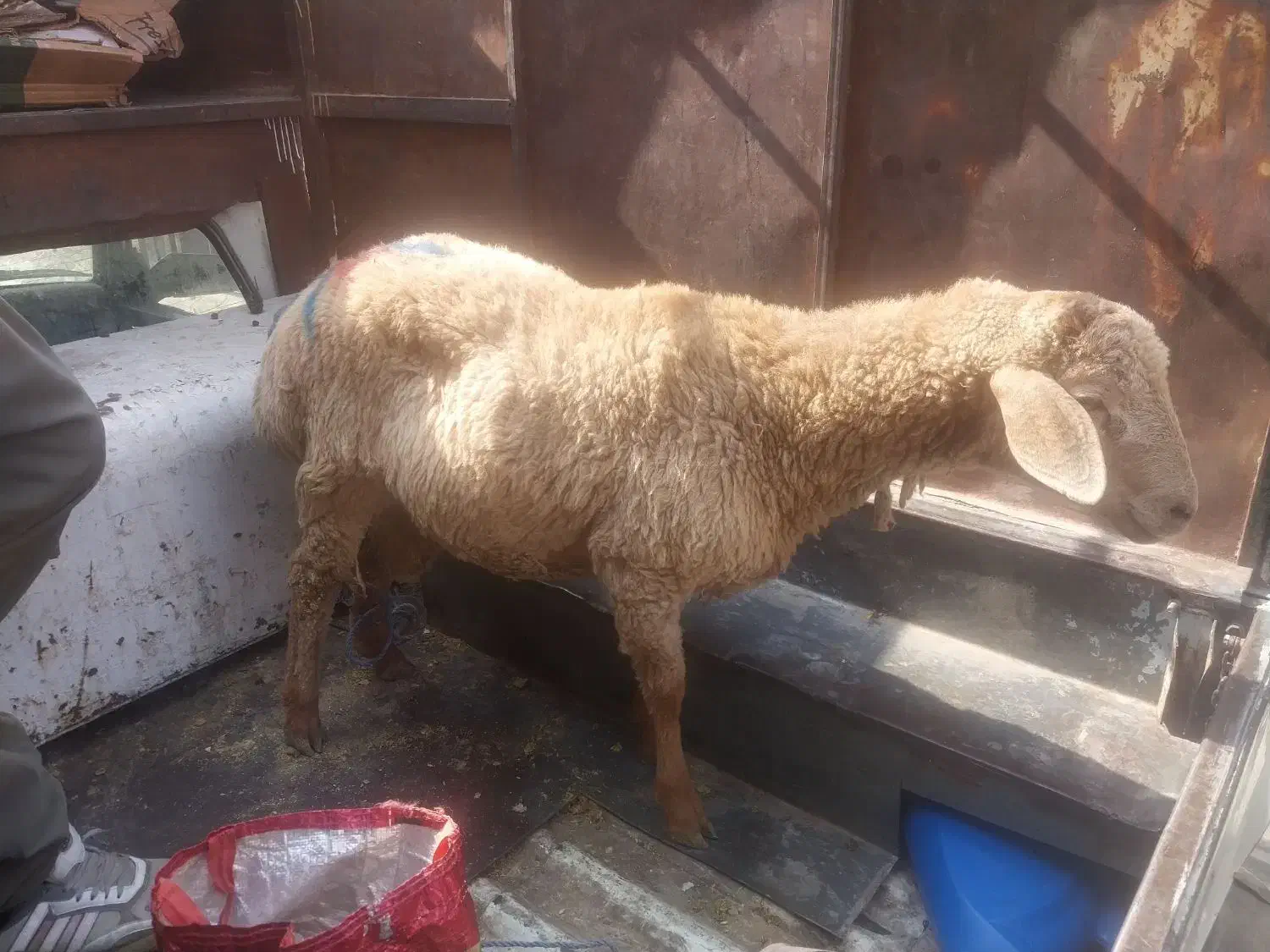 فروش گوسفند زنده و قصاب سیار|حیوانات مزرعه|اسلامشهر, شاطره|دیوار