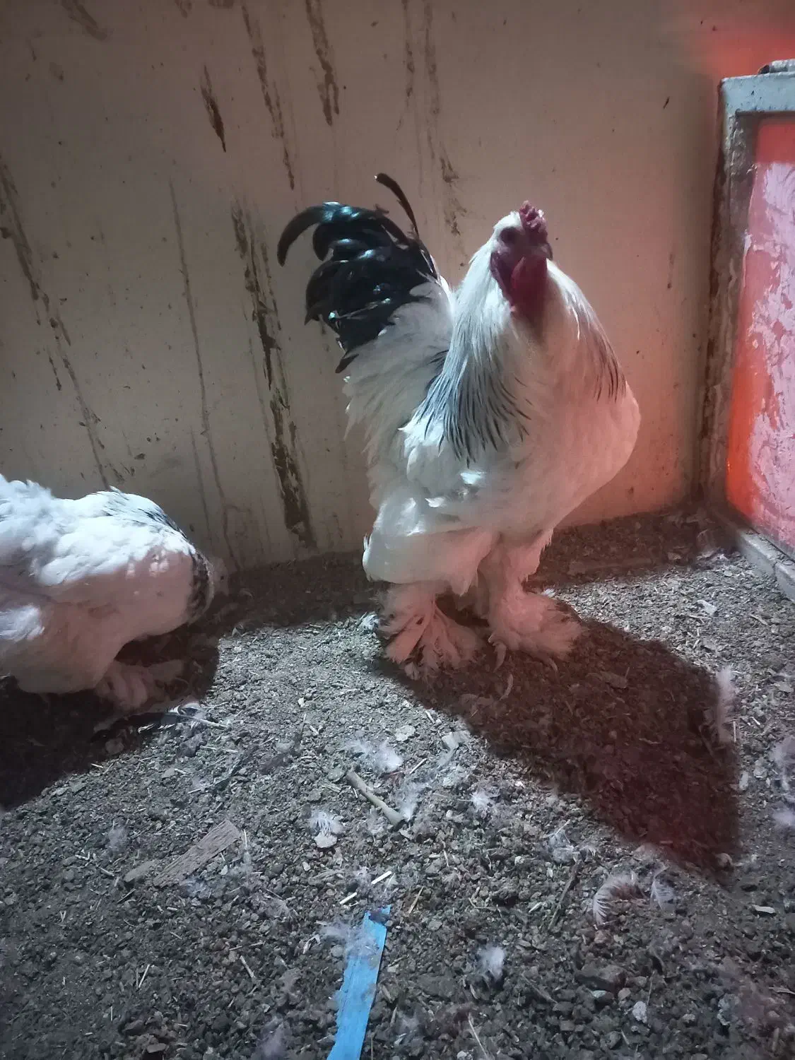 خروس نژاد برهما|حیوانات مزرعه|قم, انصار‌الحسین|دیوار