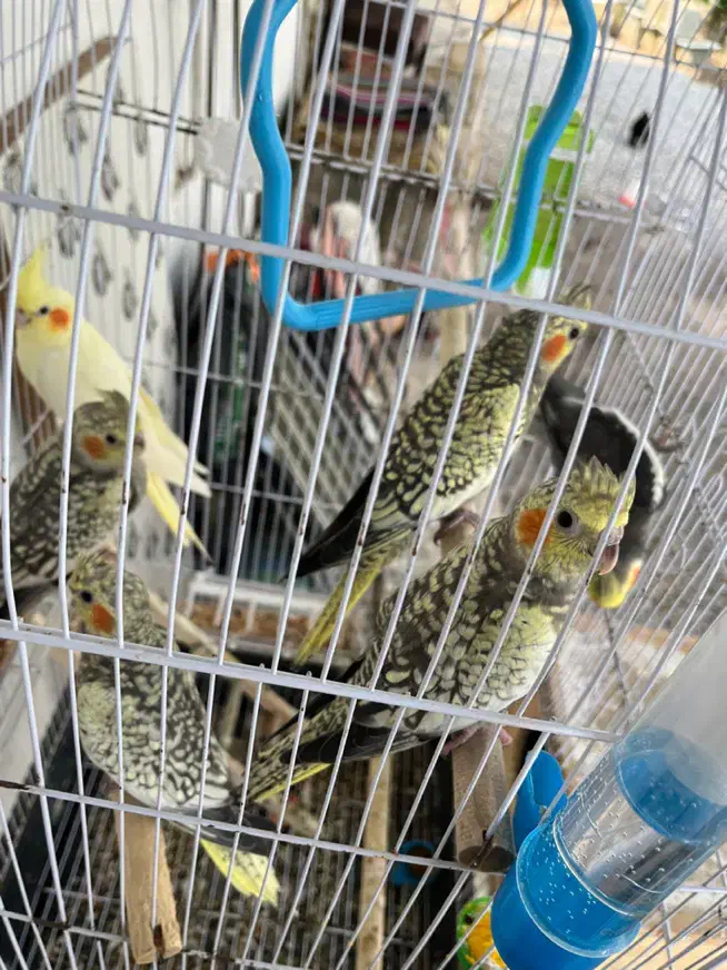 طوطی عروس گمشده در بریران ماتک|پرنده|تولم شهر, |دیوار