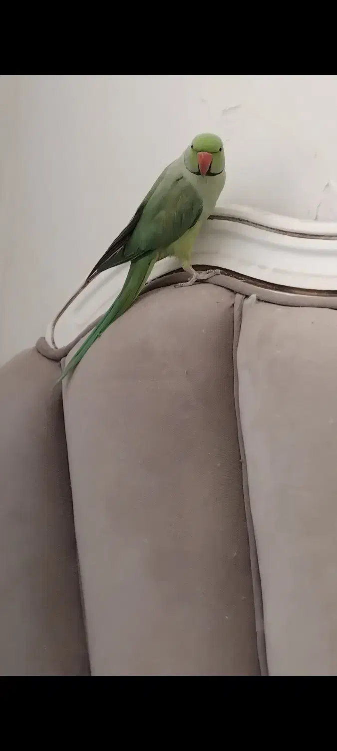 گرینچیک یلوسایدویه جفت ملنگو ویه جفت عروس آلبینو|پرنده|صائین قلعه, |دیوار