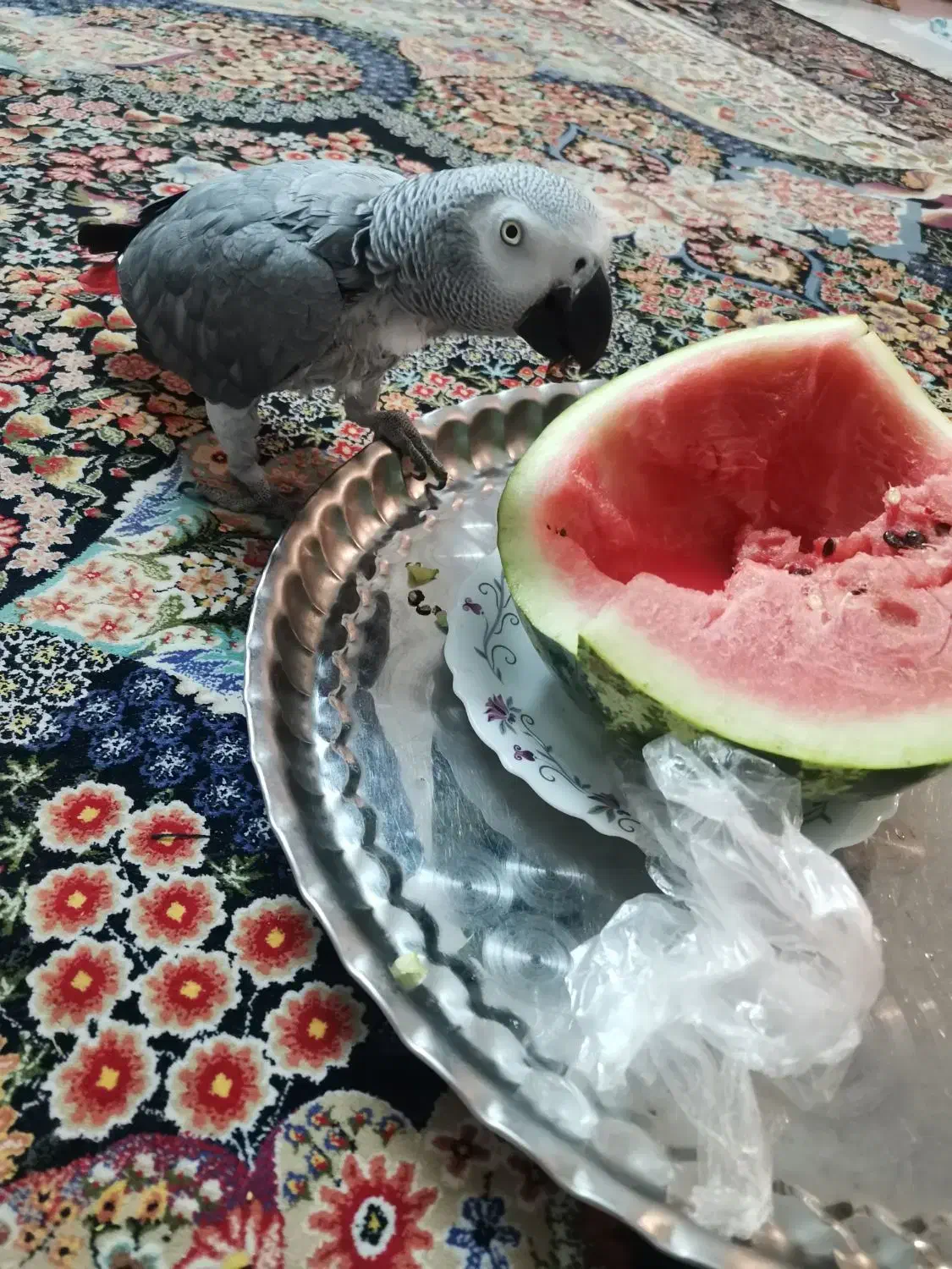 کاسکو ماده 9ساله|پرنده|کرج, کوی امامیه|دیوار