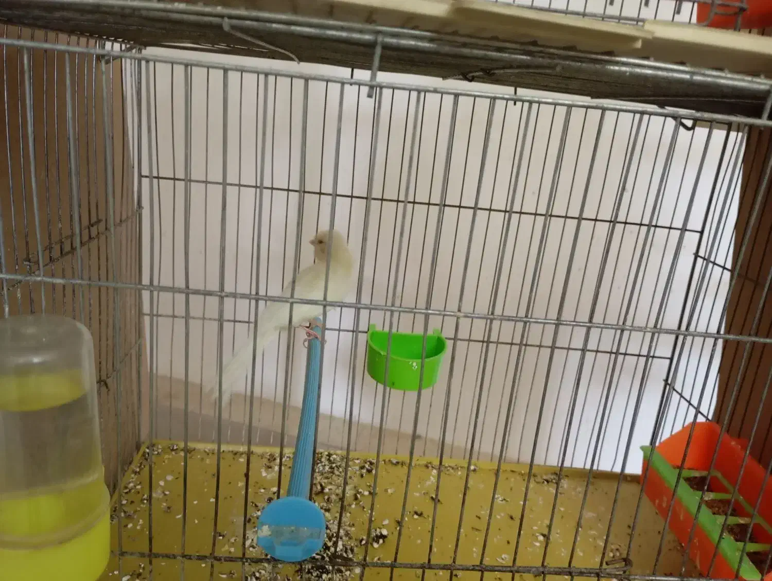 قناری ماده سوپر|پرنده|پیر بکران, |دیوار