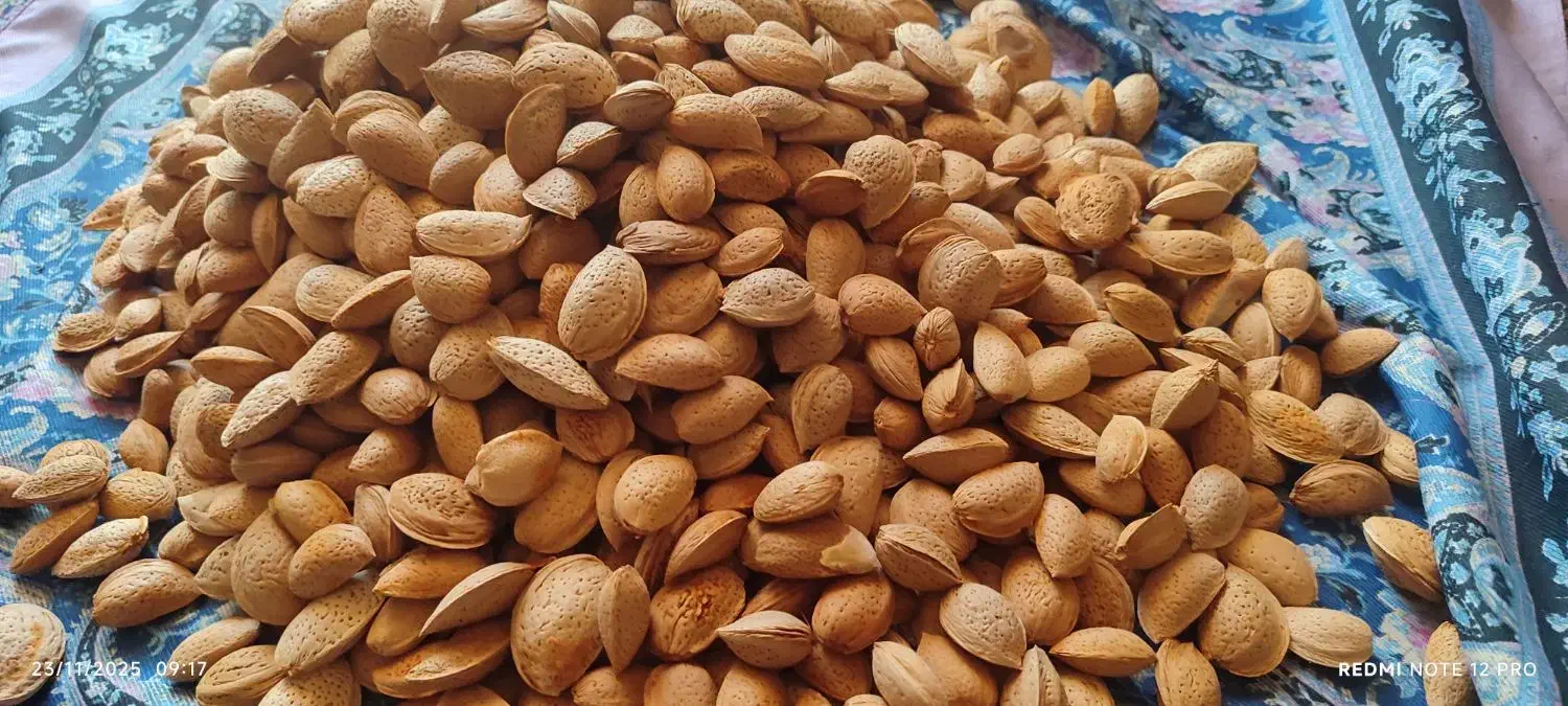 بادام درختی|خوردنی و آشامیدنی|جیرفت, |دیوار