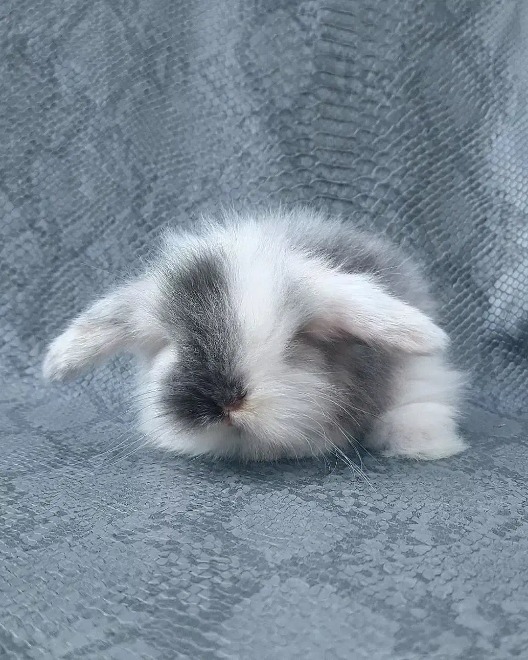 توله خرگوش لوپ عروسکی (همه رنگ)|موش و خرگوش|اهواز, پادادشهر|دیوار