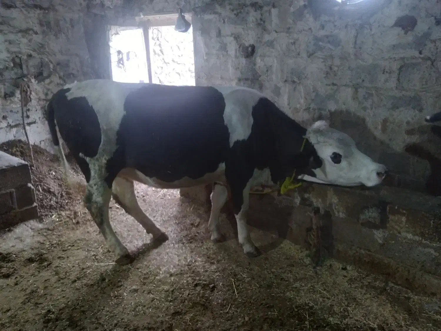 گاو سیمنتال|حیوانات مزرعه|اهر, |دیوار