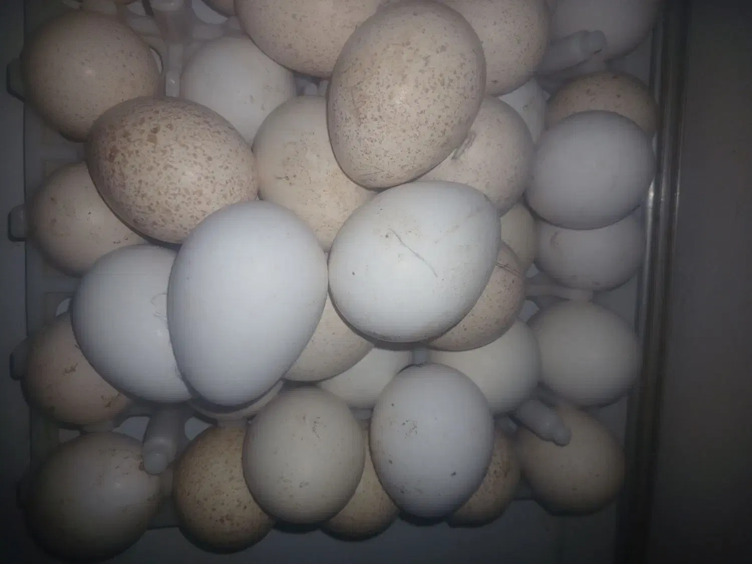 تخم بوقلمون  برنز|حیوانات مزرعه|عنبران, |دیوار