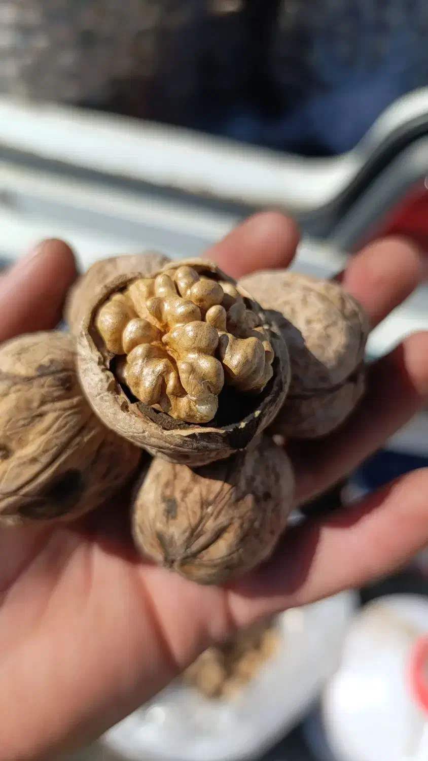 گردو محلی درجه یک|خوردنی و آشامیدنی|چرام, |دیوار