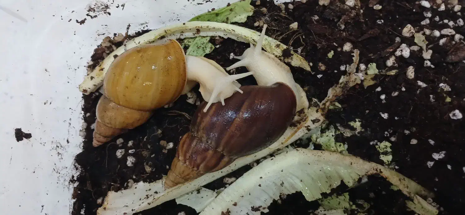 حلزون آچاتینا|خزنده|کرج, اتحاد|دیوار