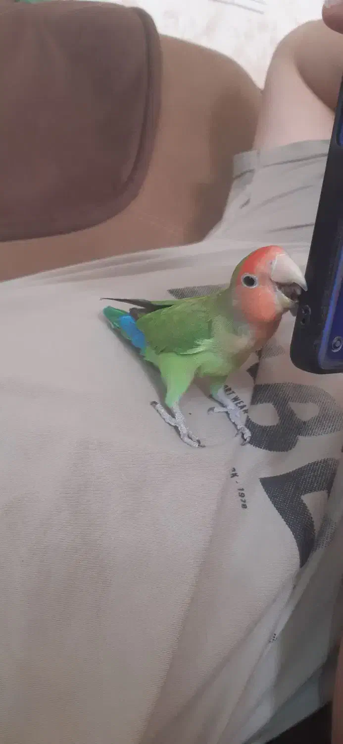 فروش دو عدد طوطی بریزلی|پرنده|شاهرود, |دیوار