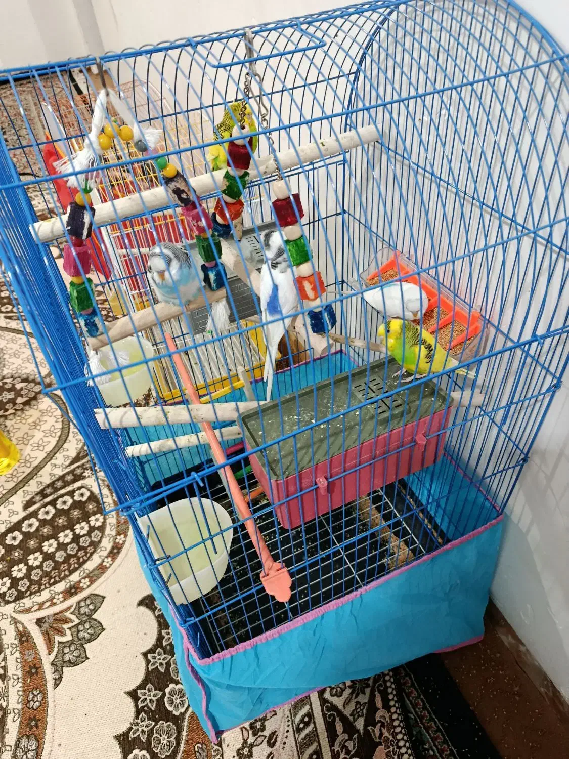 قفس و مرغ عشق|پرنده|بم, |دیوار