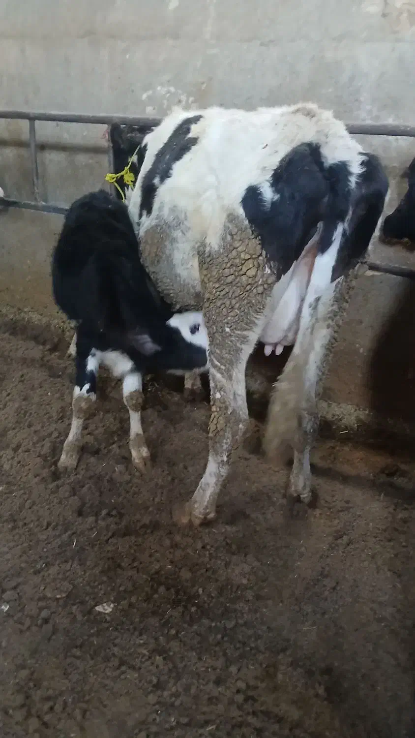 گاو با گوساله|حیوانات مزرعه|قم, قلعه کامکار|دیوار