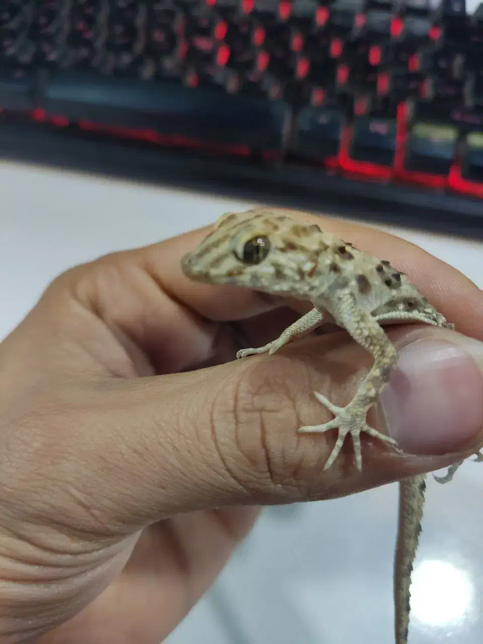 فوق‌العاده جذاب دیدنی|خزنده|مشهد, هفده شهریور|دیوار