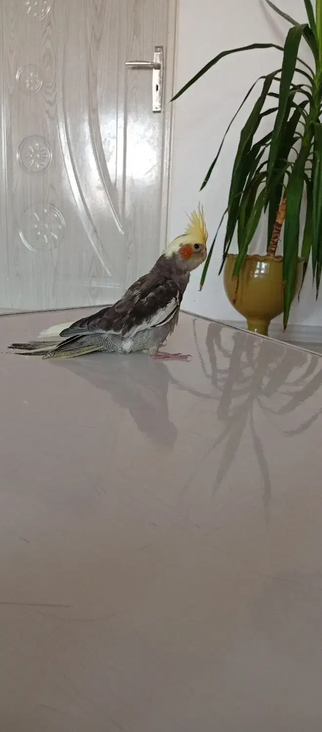 جوجه عروس هلندی کاملا دست آموز و اهلی|پرنده|نقده, |دیوار