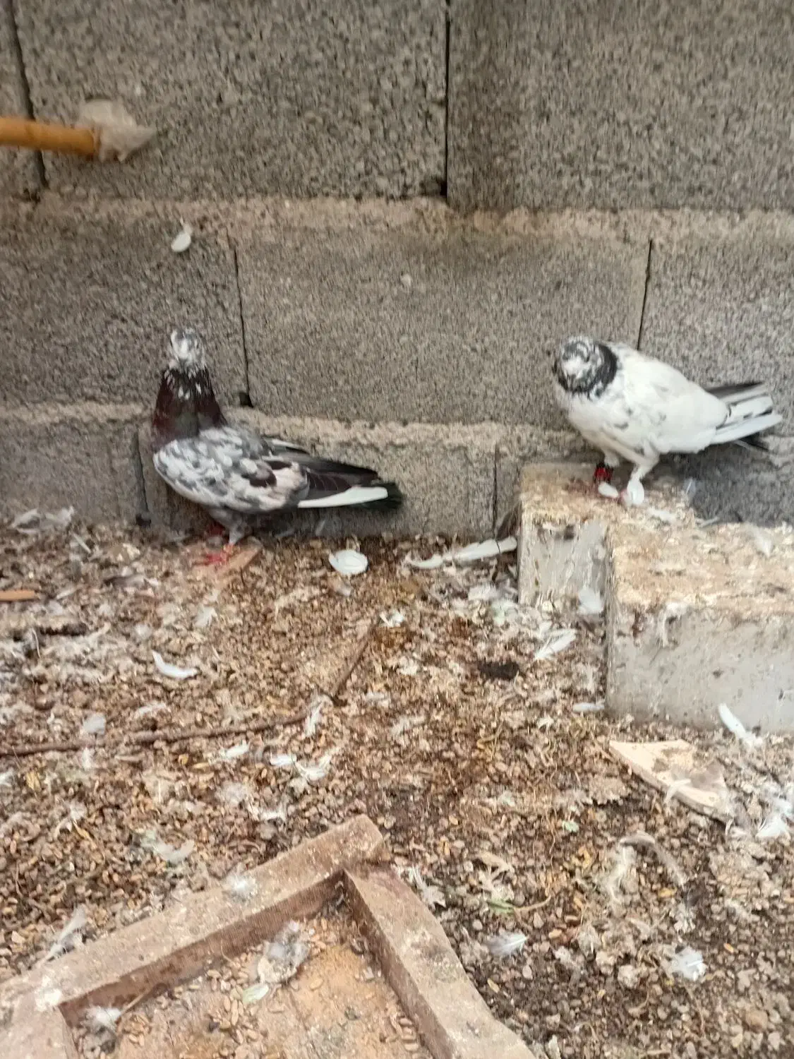 کبوتر|پرنده|رشت, حومه رشت|دیوار