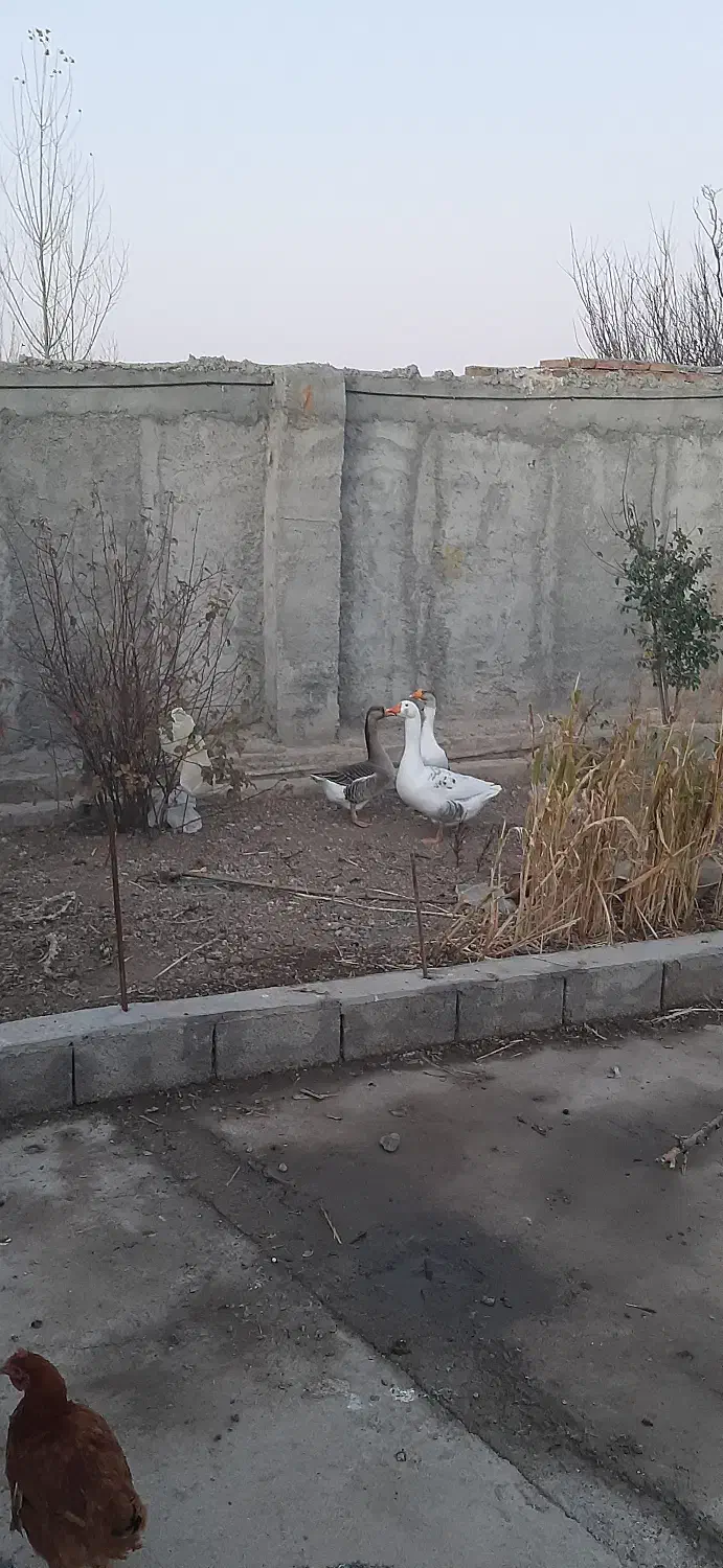 سه عدد غاز هر کدام به قیمت ۱ونیم میلیون تومان|حیوانات مزرعه|مشگین شهر, |دیوار