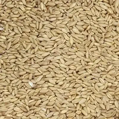 گندم دیمه|گل و گیاه طبیعی|سده (خراسان جنوبی), |دیوار