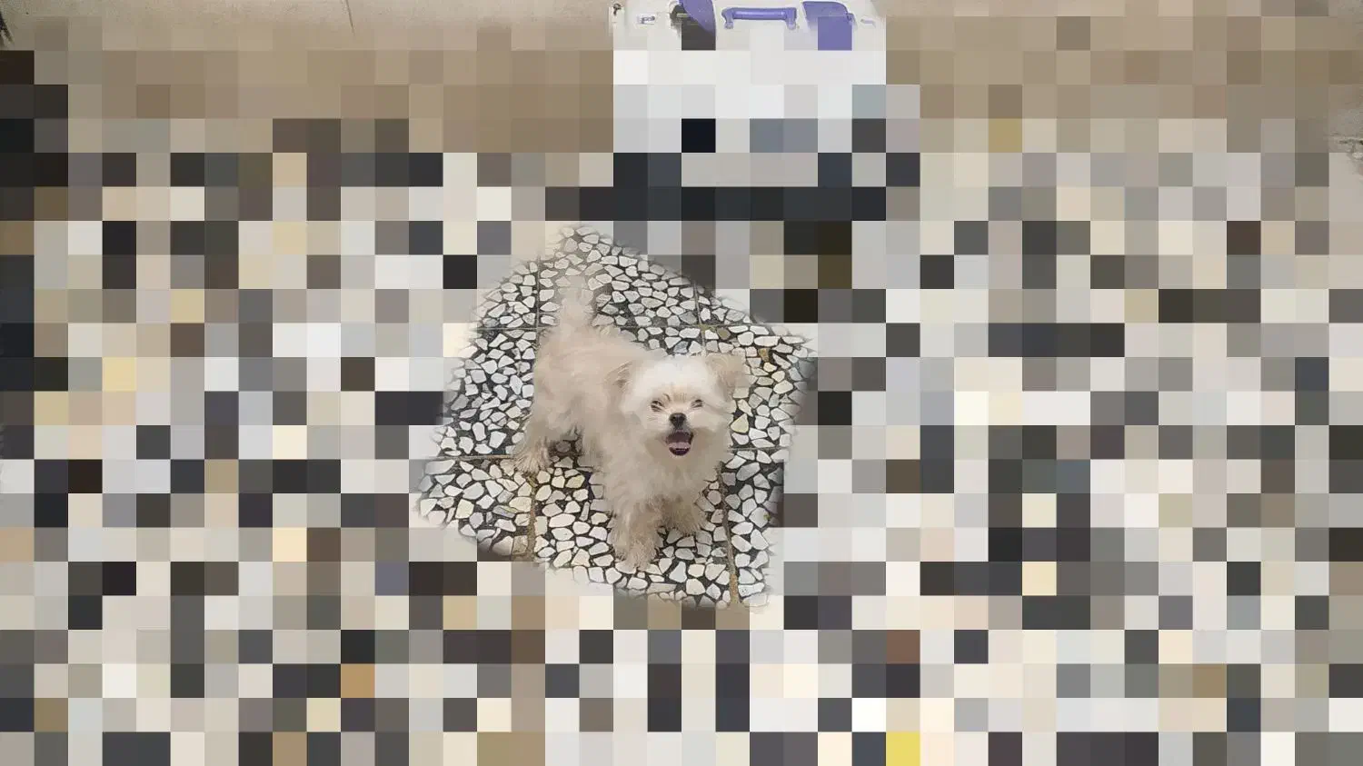 واگذاری سگ|سگ|خرم‌آباد, |دیوار