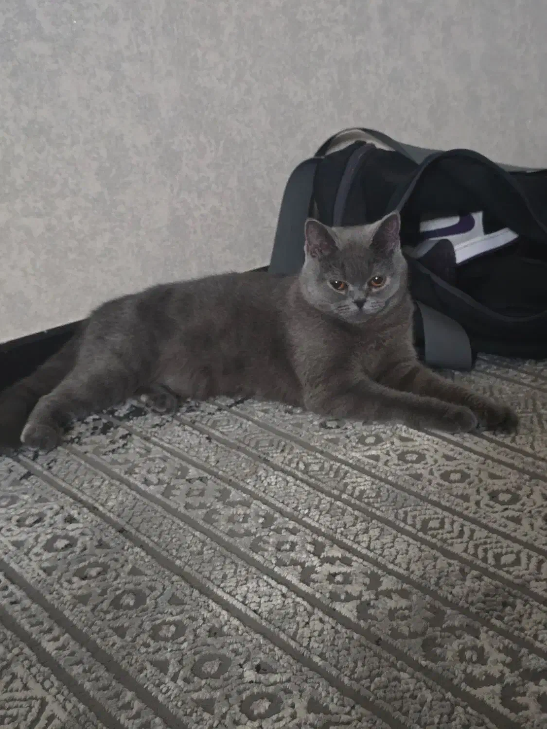 گربه بریتیش|گربه|پاکدشت, پاکدشت (مامازند)|دیوار