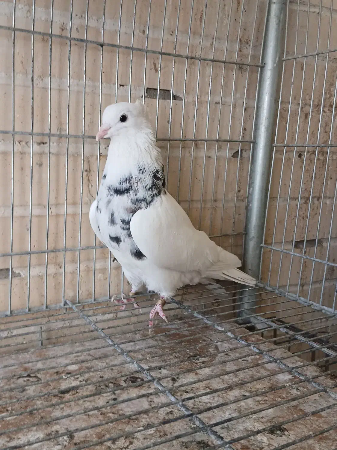 کبوترطوقی زیبا|پرنده|فولادشهر, مسکن مهر فولادشهر|دیوار