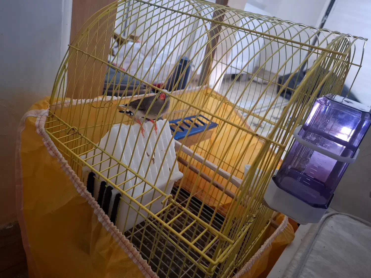 فنچ جفت|پرنده|ارومیه, |دیوار