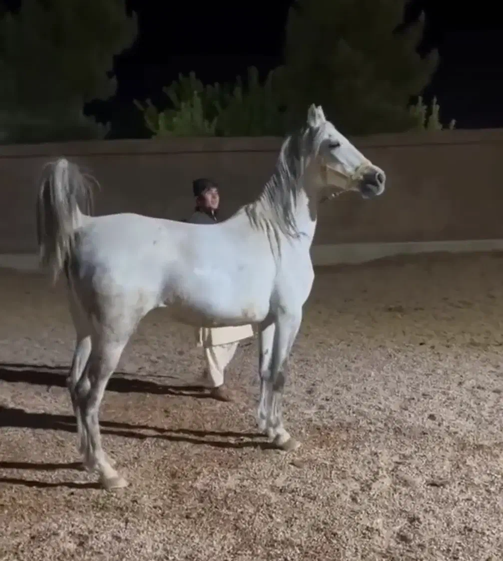 مادیان کردخالص|اسب و تجهیزات اسب‌سواری|کنگاور, |دیوار