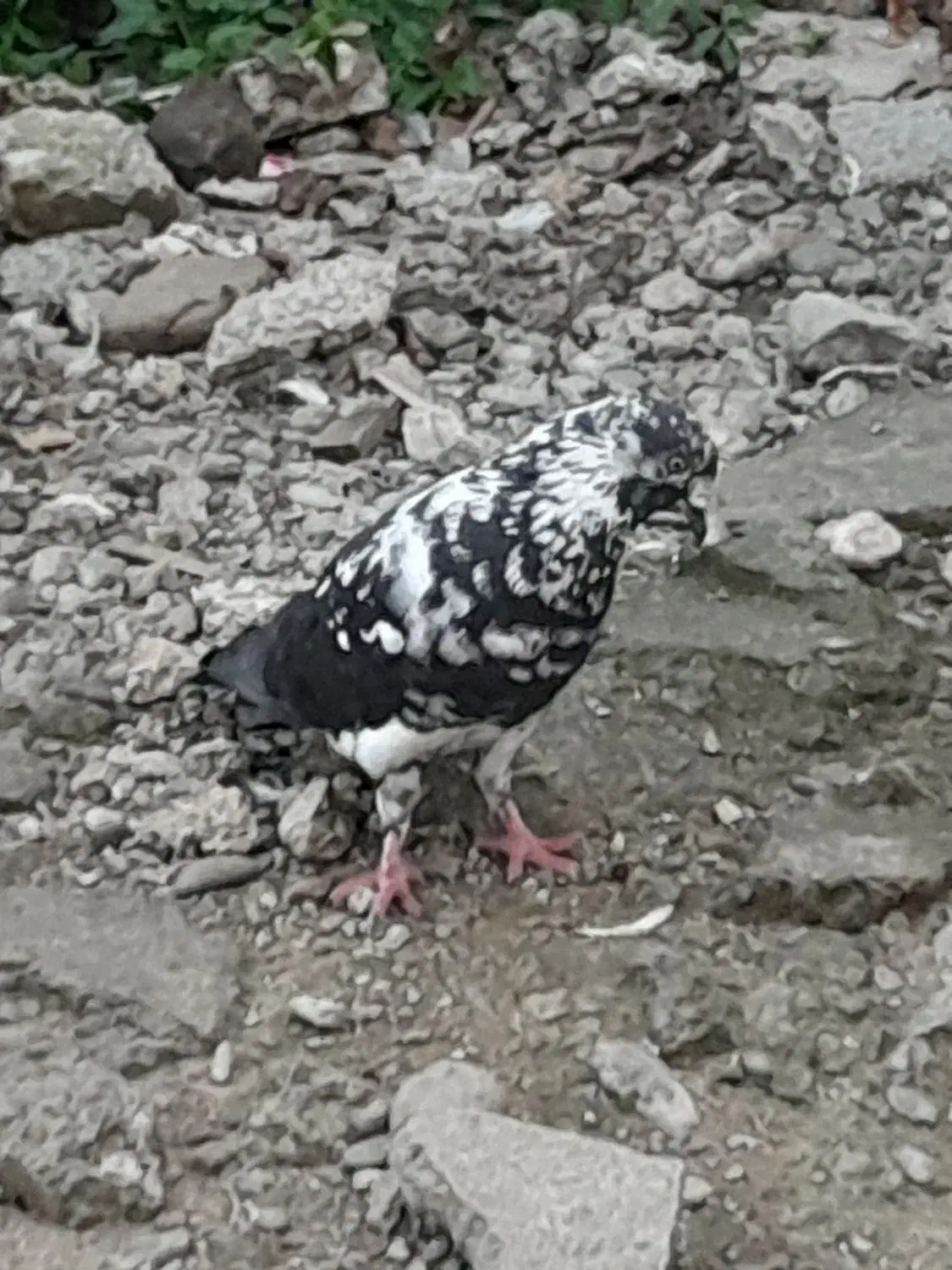 کبوتر بلند پرواز|پرنده|رشت, فخب|دیوار