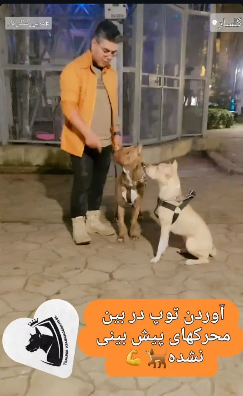 مربی سگ|خدمات پیشه و مهارت|رشت, گلسار|دیوار