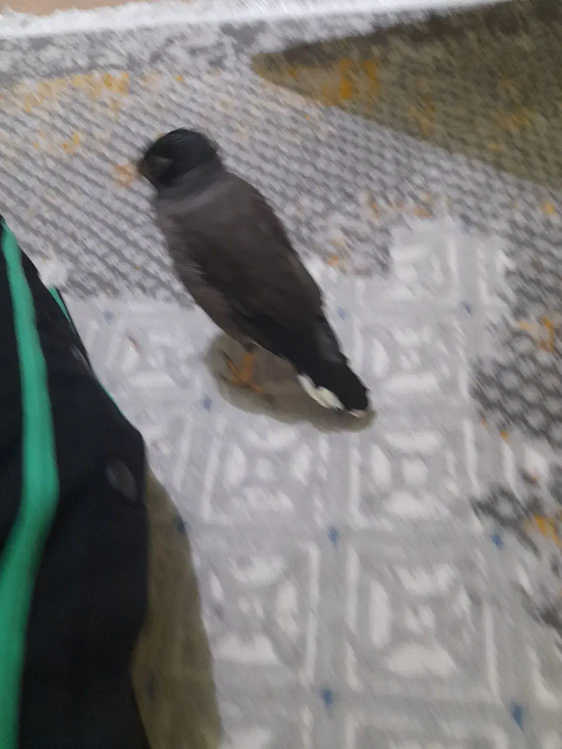 فروش جوجه مینا وعروس هلندی|پرنده|قم, عمار یاسر|دیوار