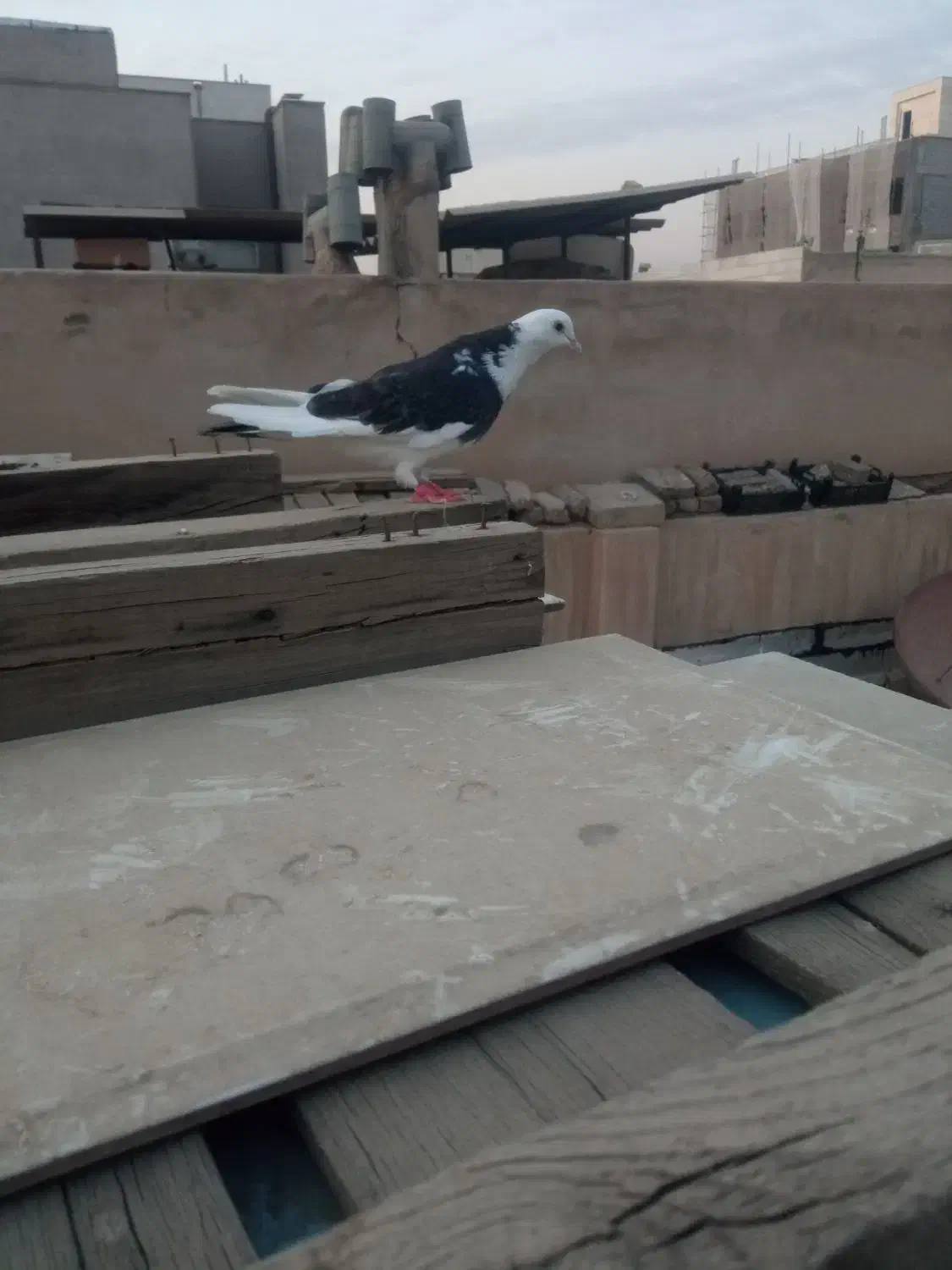 کبوتر پرشی کفتر|پرنده|تهران, مشیریه|دیوار