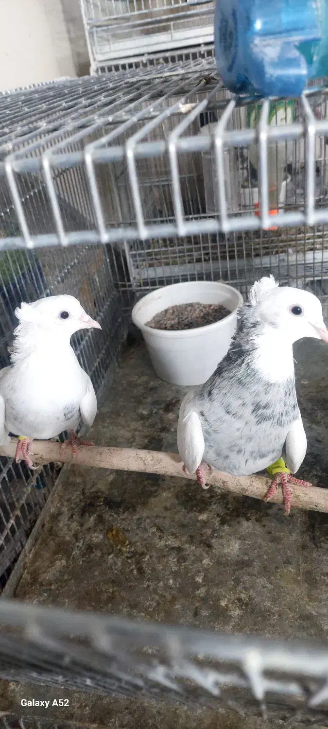 طوقی ۷رنگ|پرنده|بافق, |دیوار