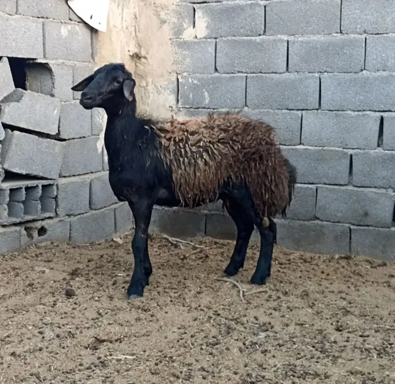 بره|حیوانات مزرعه|رودهن, |دیوار
