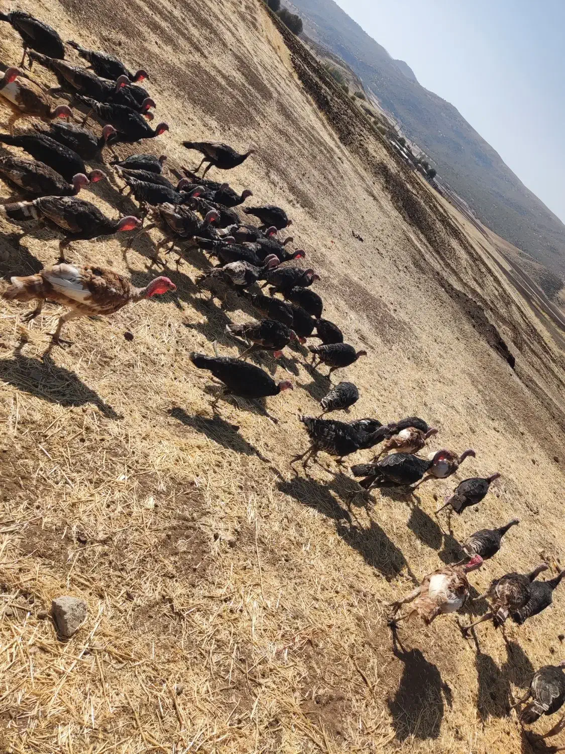 بوقلمون|حیوانات مزرعه|پاپی, |دیوار