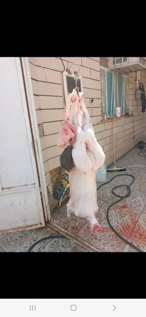 کشتار بره و کهره چاق در حضور مشتری زیر قیمت بازار|حیوانات مزرعه|رامهرمز, |دیوار