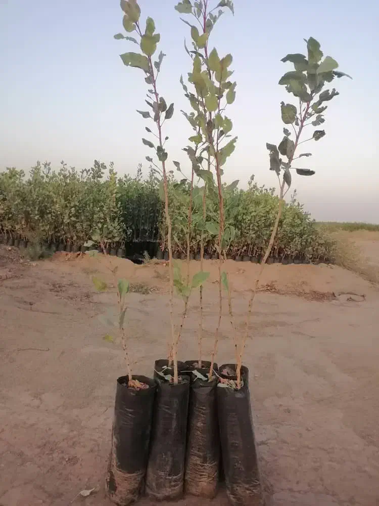 فروش نهال پسته پایه بادامی زرند|خدمات باغبانی و درختکاری|اصفهان, احمدآباد|دیوار