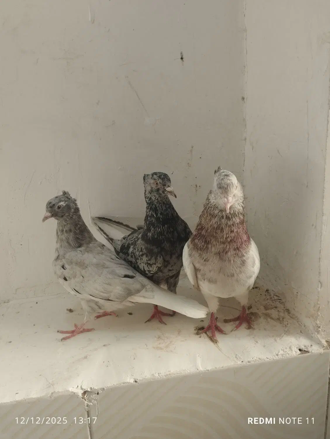 5عدد دم سفید کاکل همه هفترنگ معاوضه گرینچیک قناری|پرنده|مشهد, خواجه ربیع|دیوار