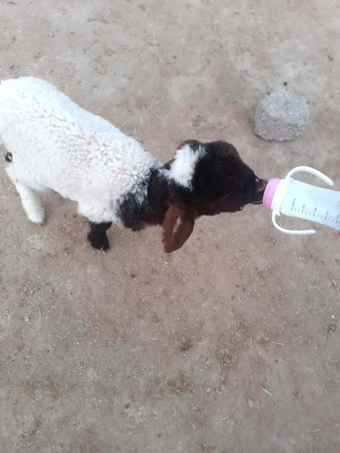 یک عدد بره ماده|حیوانات مزرعه|دهلران, |دیوار