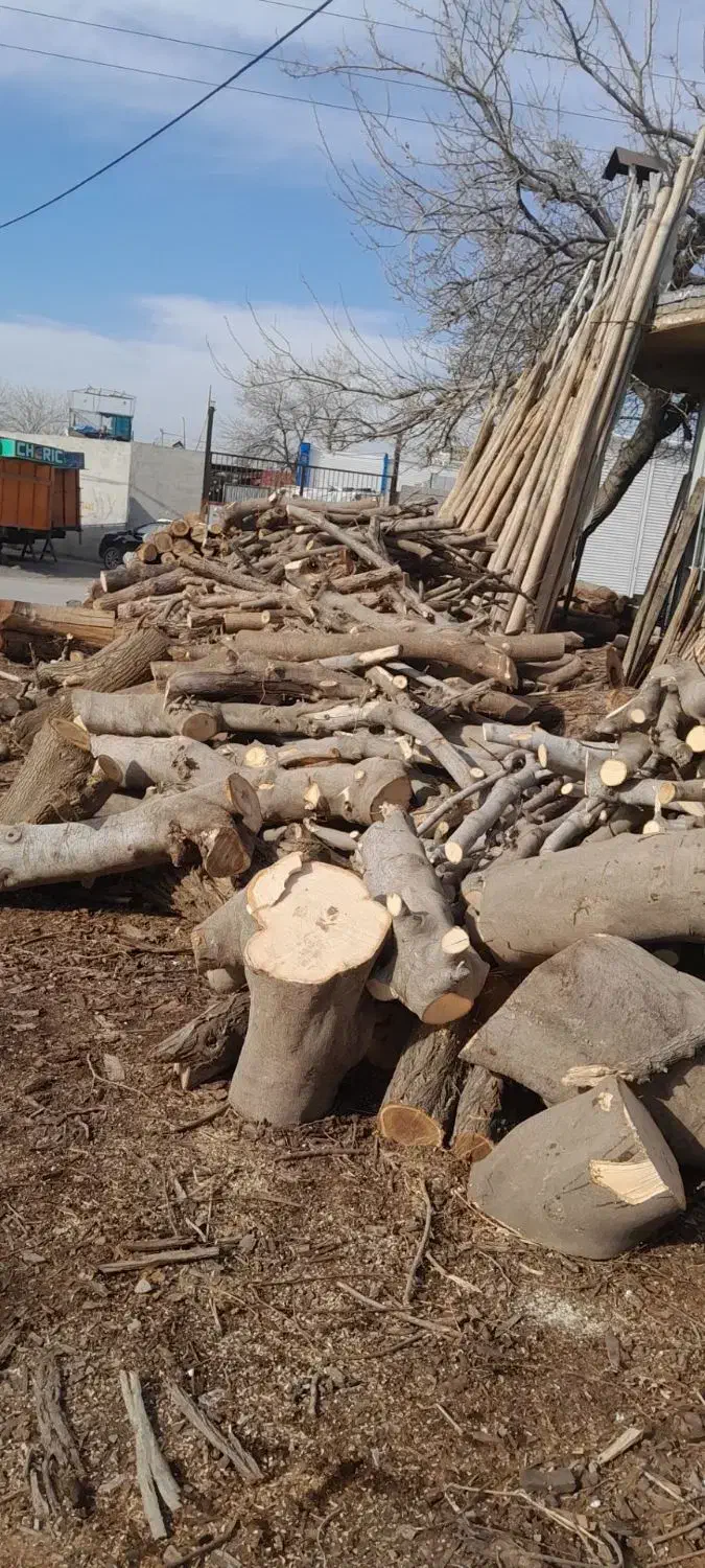 خریدار چوب انجیر  کیلویی۱۰هزار|خدمات باغبانی و درختکاری|خرم‌آباد, |دیوار